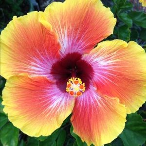 Meet your Posher, Meri